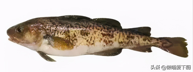 鳕鱼是不是深海鱼类，这种鱼常被冒充“鳕鱼”
