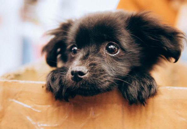 狗狗能喝纯牛奶吗，金毛可以喝纯牛奶吗（养狗一定要牢记“七不要”）