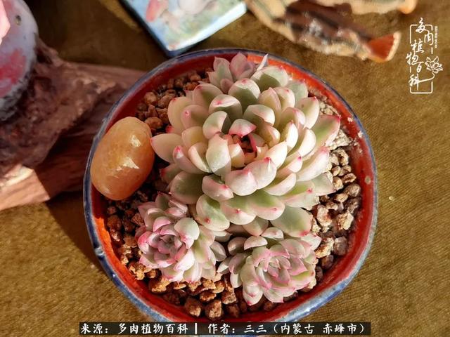 雪候鸟是什么意思，雪候鸟歌词表达什么意思（多肉于我从来不是锦上添花）