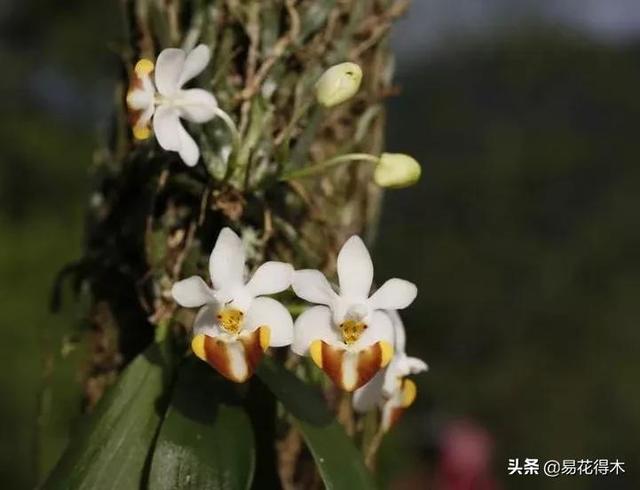 最名贵的蝴蝶兰品种，蝴蝶兰最漂亮品种（野生不足50株的珍稀蝴蝶兰——洛氏蝴蝶兰）