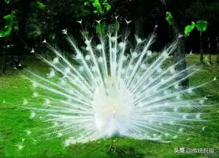 为什么雄性白孔雀也会开屏，孔雀开屏都是雄的吗（白孔雀开屏，太美了）