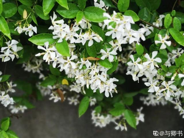 鸟尾花的繁育管理，鸟尾花 花期（30种耐阴花）