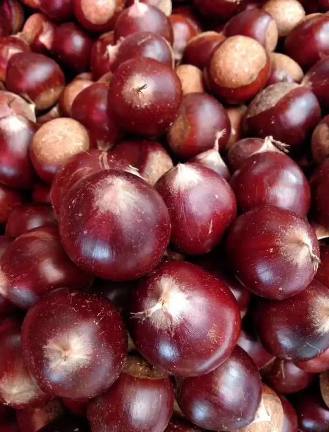 栗子糕是哪里的特产，板栗糕是哪里的特产（阳山板栗可能你吃得多了）