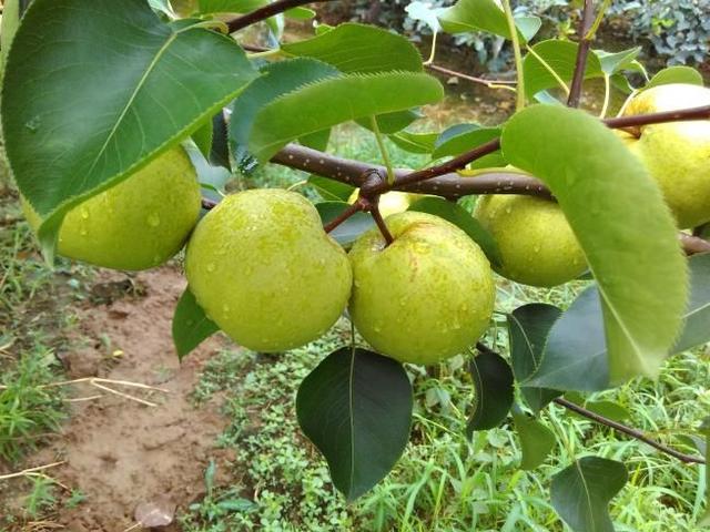 鸭梨是哪里的特产，鸭梨是哪里的特产梨（请认准这8个产地）