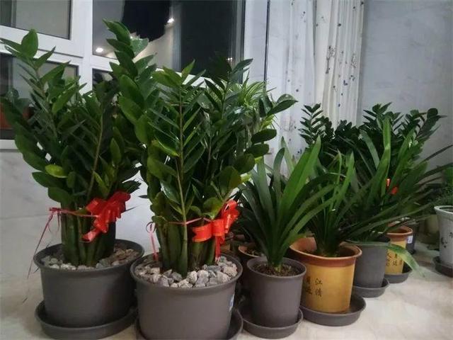 住宅大门朝东，住宅大门朝东风水布局（家里的大门朝哪）