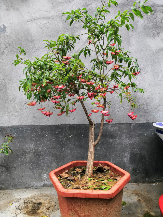 金丝吊蝴蝶花期多长图片