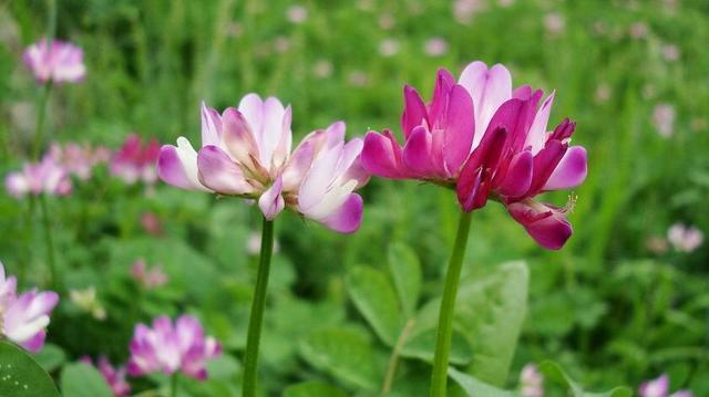 草籽的拼音怎么写,草籽的拼音(中药材红花菜 紫云英>)