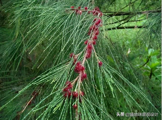 侧柏耐寒多少度，侧柏成活率是多少（适合在海边种植的乔灌木）