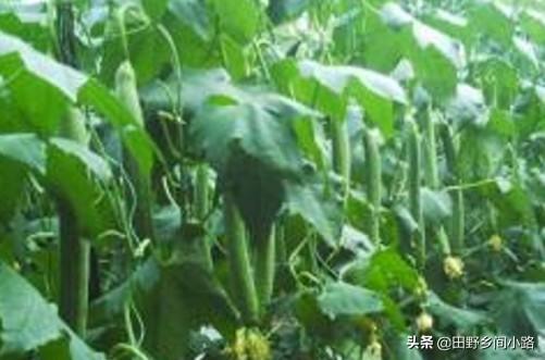 丝瓜种植的注意事项有哪些，丝瓜的养殖方法和注意事项（丝瓜露地栽培管理技术要点）