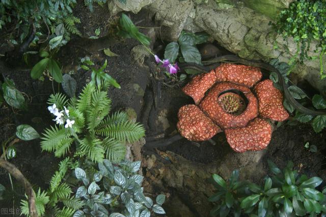神奇的植物有哪些，世界上最神奇的植物（十种奇特的自然界植物）