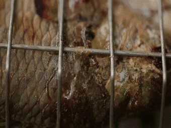 翻山越岭的动物是什么，翻山越岭打一生肖（“逆天狂徒”过山鲫）