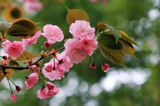 樱花是什么颜色，樱花有哪些品种和颜色（早樱、晚樱、垂枝樱、云南樱简介）
