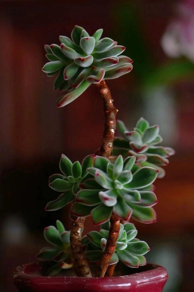 西柚是什么，西柚是什么软件（西柚，多肉，看起来都挺好吃）