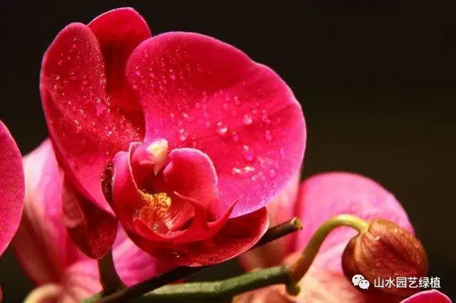 蝴蝶兰花语大全，各种颜色的蝴蝶兰花语