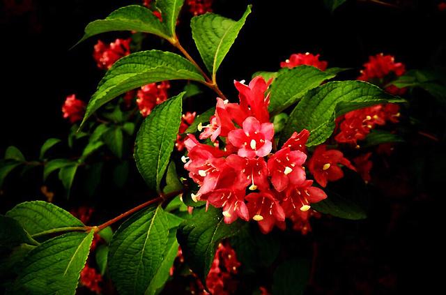 锦带花花语和寓意，锦带花花语及象征意义（锦带花～前程似锦迎新春）