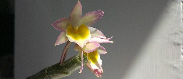 石斛怎么种植，石斛怎么种植 家养视频（石斛的养殖方法）