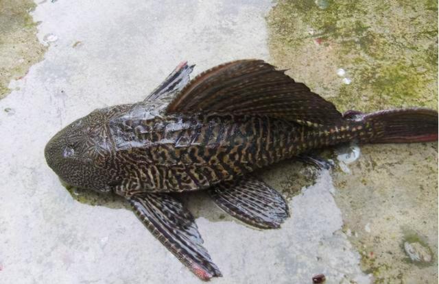 清道夫鱼为什么没人吃，清道夫鱼为啥不能吃（清道夫中国泛滥成灾）