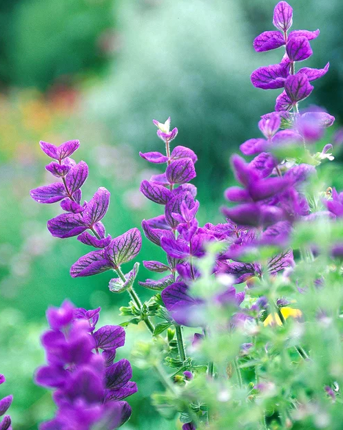 蓝花鼠尾草有几个品种，蓝花鼠尾草有几个品种图片（18种漂亮的鼠尾草）