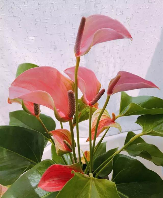 绿萝好养吗,绿萝怎样栽培(绿萝竟然排在倒数第1) 绿萝好养吗,绿萝怎样栽培(绿萝竟然排在倒数第1)