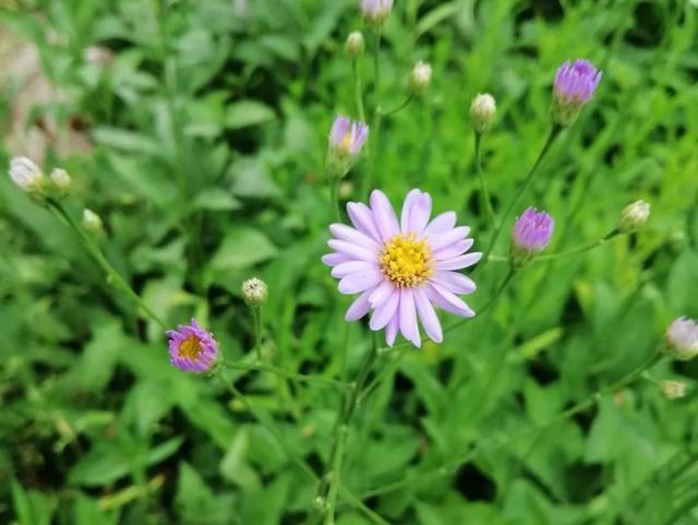 黄菊花的花语和象征，带你去莲花池看花