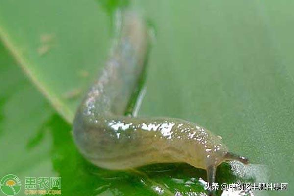 鼻涕虫有毒吗，消灭鼻涕虫的最佳方法（蛞蝓有什么危害）