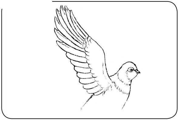 和平鸽的简笔画，和平鸽的简笔画法（中国画零基础入门教程）