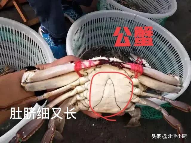 公螃蟹和母螃蟹的区别，公螃蟹和母螃蟹哪个好吃（公蟹和母蟹区别大；牢记3买3不买）