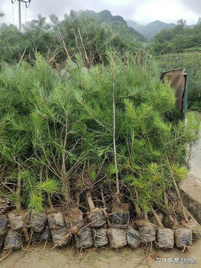 今日天水白皮松价格表，白皮松65厘米多少钱（白皮松未来5年的前景预测）