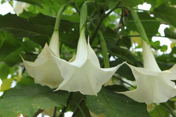 曼陀罗子的功效与作用，毛曼陀罗花的功效与作用（小时候当玩具玩的这个植物竟然有毒）