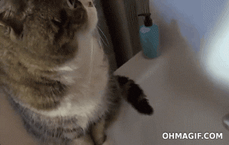 猫咪胆子太小怎么办，猫太胆小了怎么办（猫咪胆小不亲人怎么办）