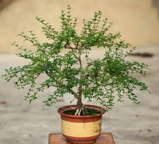 迎春花的特点,迎春花的栽植(九寨迎春花的特点)