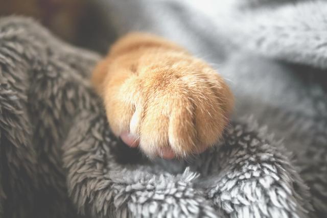 千万别和养猫的男生谈恋爱