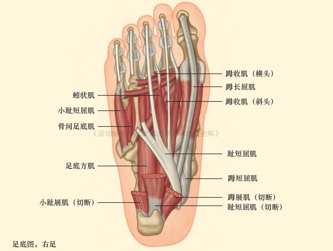 脚的各个部位详细图（足部肌肉解剖图解及展示）