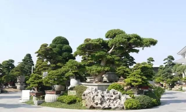 罗汗松，罗汉松盆景造型常用三法（罗汉松果实）