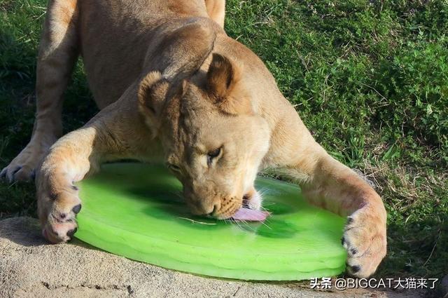 美轮美奂指什么动物，美轮美奂象征哪种动物（新版狮子王中的小辛巴原型竟是一只小母狮）