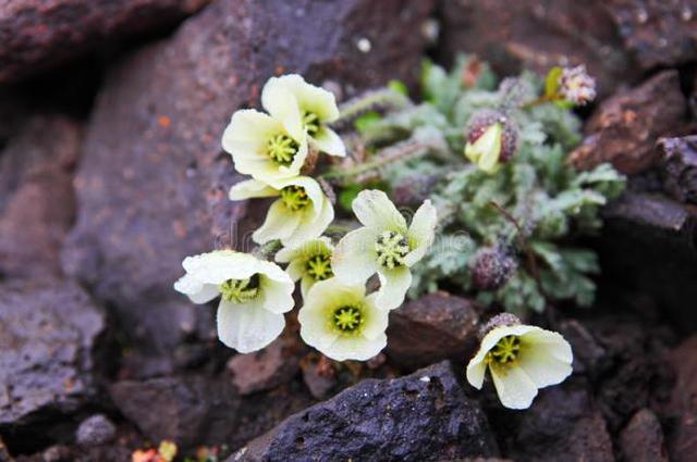石蕊是什么，石蕊是什么意思（你有秋裤羽绒服）