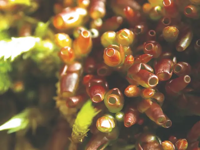 青苔和苔藓的区别图片，青苔怎么养才茂盛（上岸后，就傻傻不再进化的苔藓）