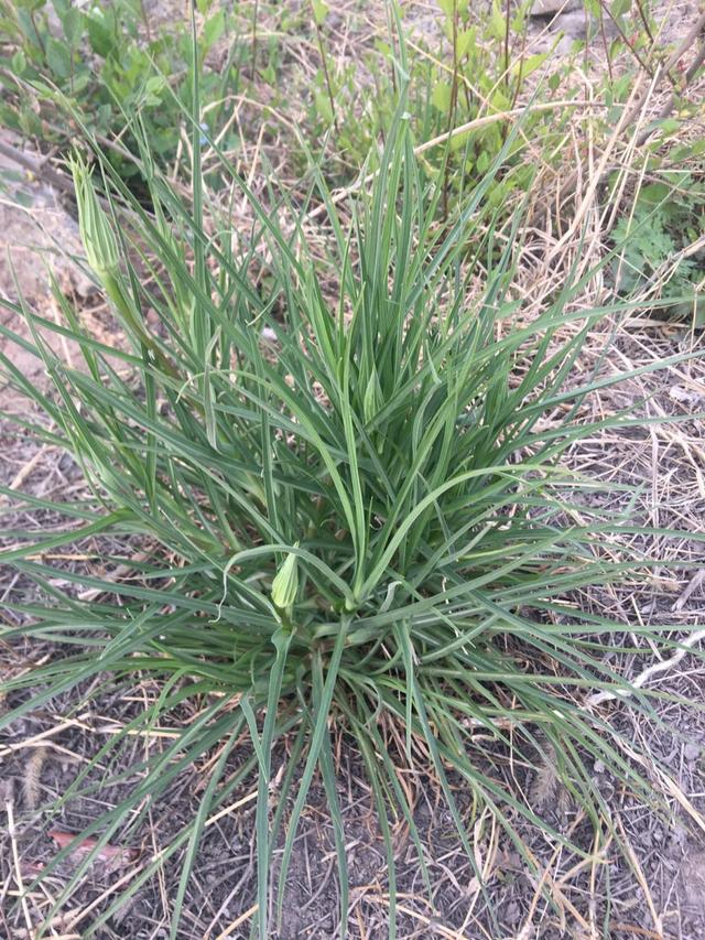 如何斗蟋蟀，如何斗蟋蟀视频（拿着斗蟋蟀是绝配）