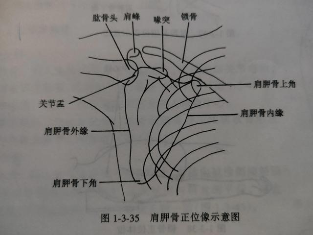 肩胛下角平对第几肋，肩胛下角一般平对第几肋（学习《X线读片指南》骨、关节系统——肩胛骨）