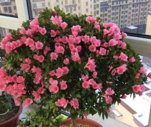 达克宁软膏该怎么用，达克宁软膏如何使用（不烂根防黑腐）