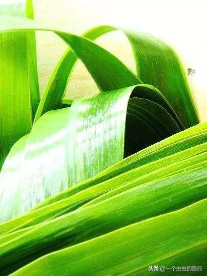 包粽子的叶子是什么植物的叶子，粽叶是什么植物的叶子（粽子到底是用什么叶子包的）