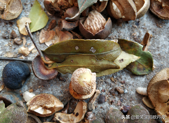 茶油是什么，茶油是什么东西（山茶油原来是这么来的）
