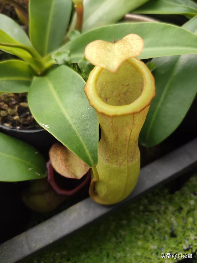 猪笼草（猪笼草图片，不同的生长状态（猪笼草的草的图片）