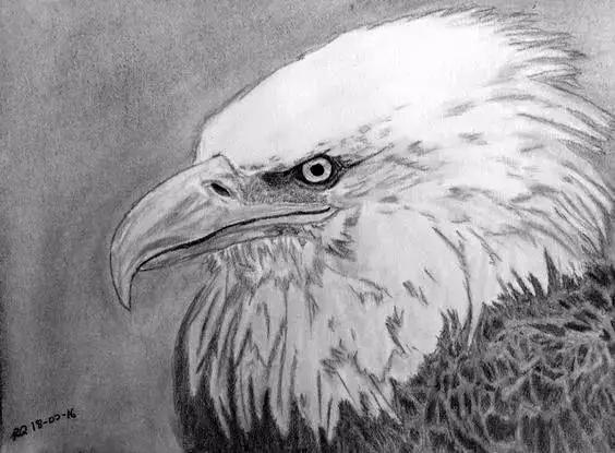 本文关键词:如何画一只老鹰简笔画,怎么画一个老鹰,一步一步教画特种