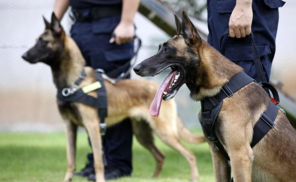 养马犬的十大坏处，养马犬的十大优缺点（为什么大家都不太敢养“马犬”）