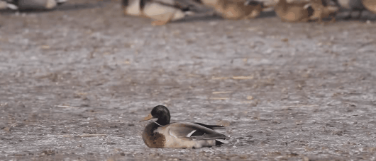 隼是什么鸟，生物演化史上的速度巅峰（隼是什么鸟吃什么食物）
