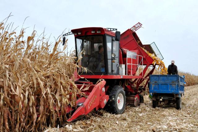 玉米什么时候成熟，玉米多少天会成熟（再过20-30天之后成熟）