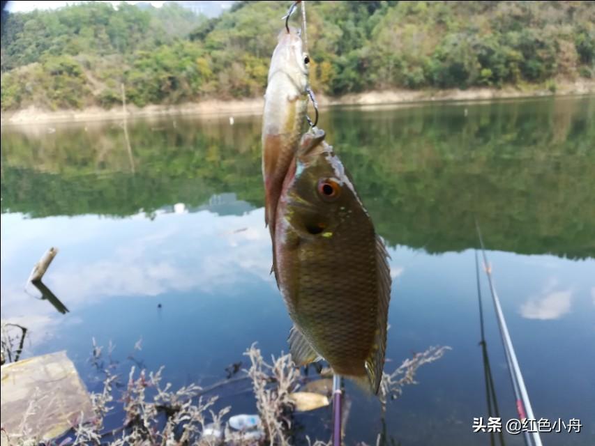 野钓罗非鱼全攻略：选点打窝、饵料搭配与实战技巧详解
