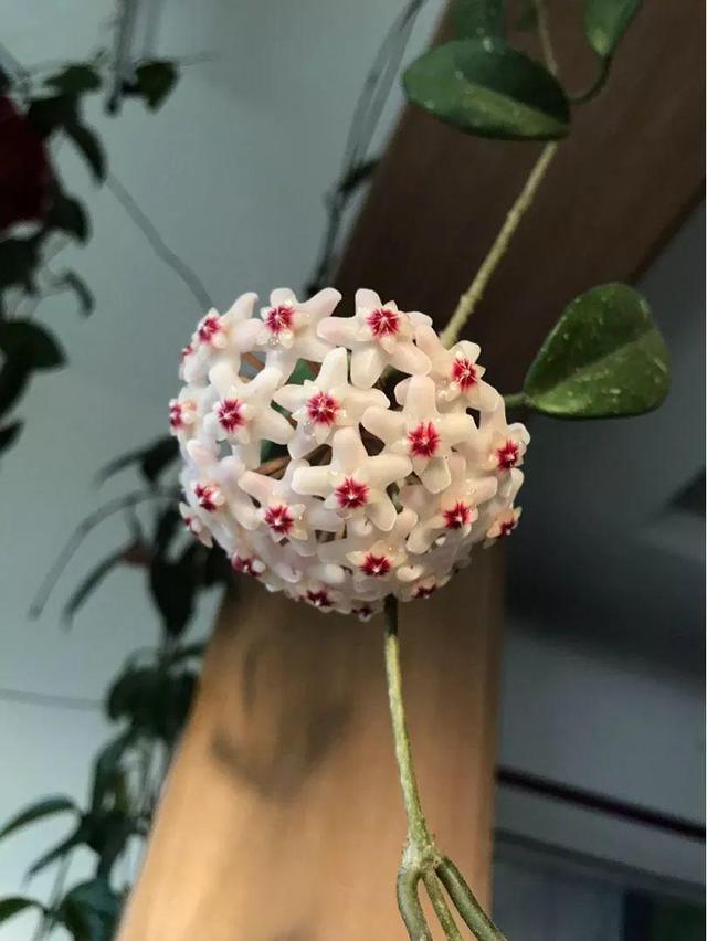 鸟尾花的繁育管理，鸟尾花 花期（30种耐阴花）