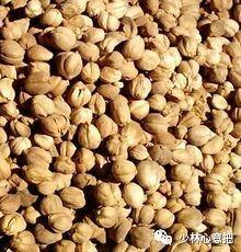 白牛胆的功效与作用，白牛胆的功效与作用禁忌（中药图片大全与功效）